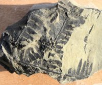 Nemejcopteris